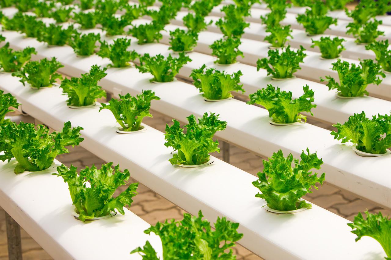What Is A Hydroponic Gardening