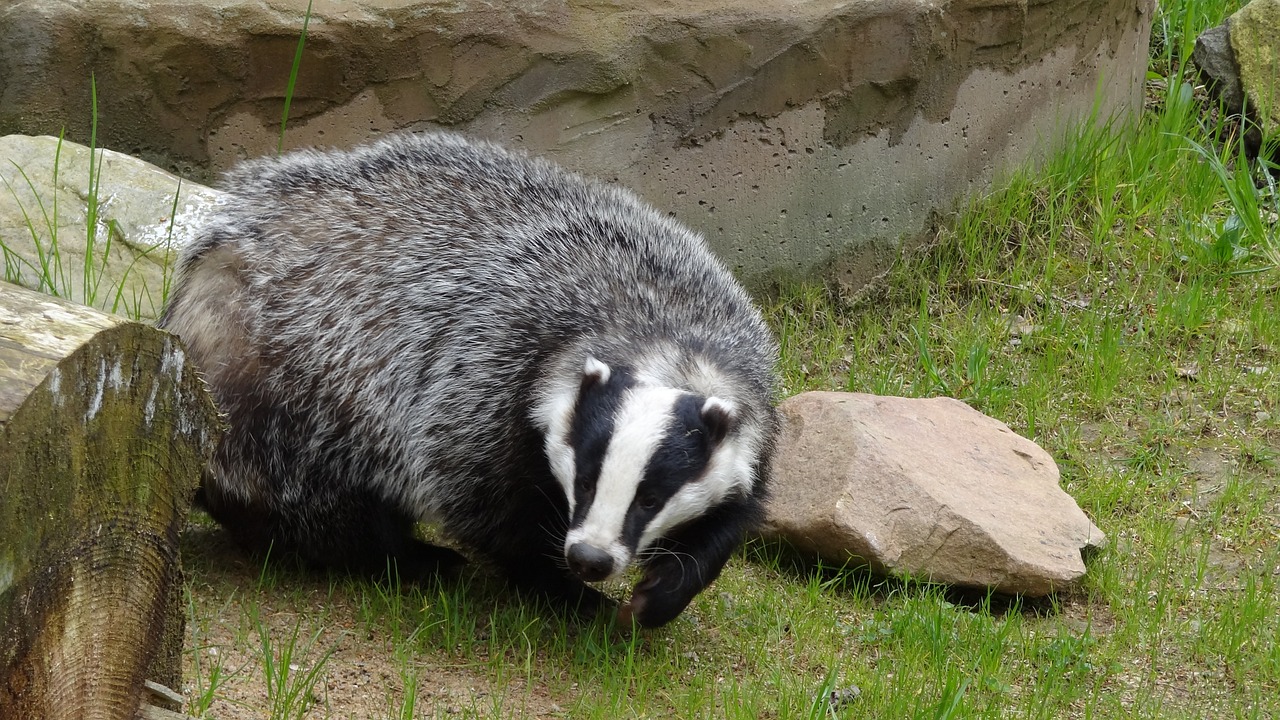 How to Get Rid of Badgers from Garden in the UK