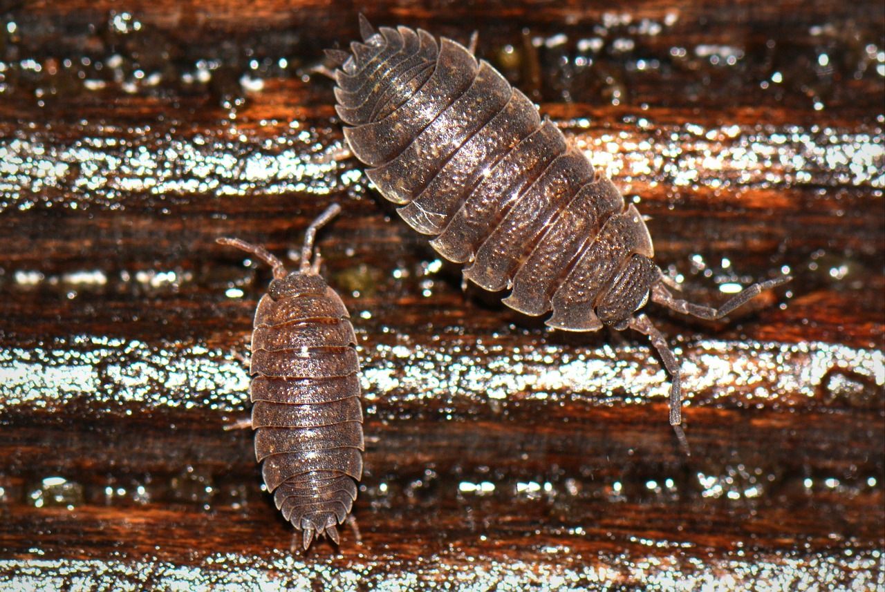 How to Get Rid of Woodlice in the House